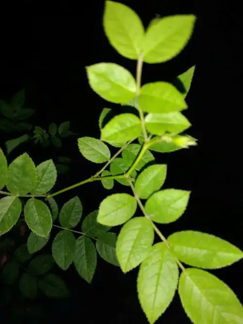 这种蔷薇叶子树枝可以煮水喝吗 有什么功效