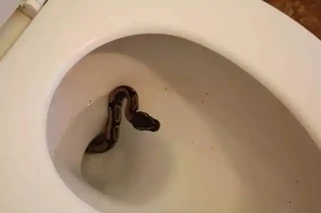 下面这些恶心厕所, 保证屎再急你不敢上