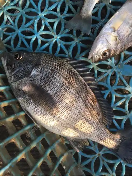 海钓黑鲷鱼