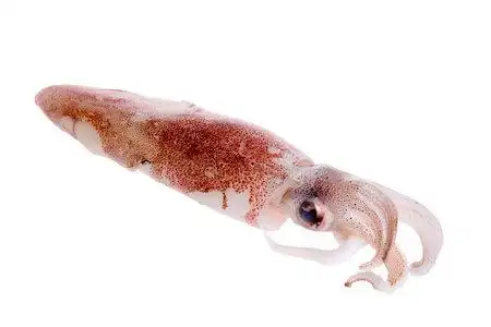 捕捞鱿鱼图片-捕捞鱿鱼素材-捕捞鱿鱼插画-摄图新视界