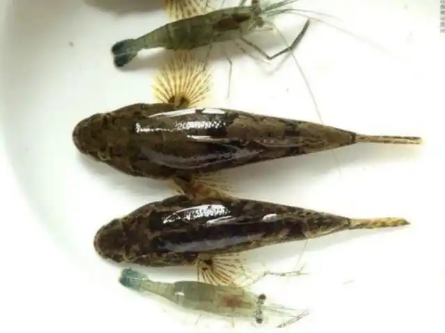 养殖水产类,选择这几种淡水鱼也许会给你带来致富之路