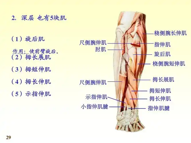 深层也有5块肌 桡侧腕长伸肌 (1)旋后肌 (2)拇长展肌 (3)拇短伸肌 (4)