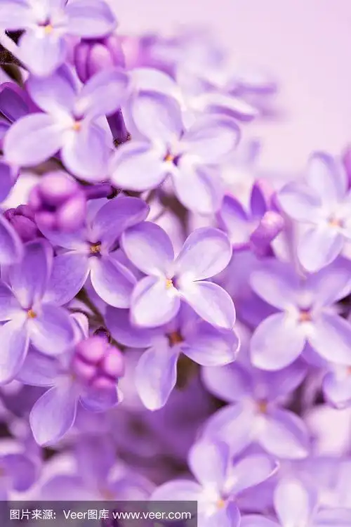 淡紫色花朵特写