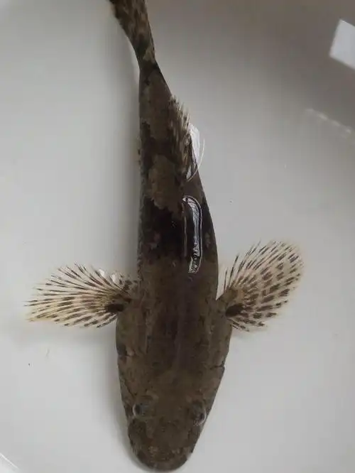 抓了一条大嘴巴满是利齿的鱼,大伙看看是啥鱼!