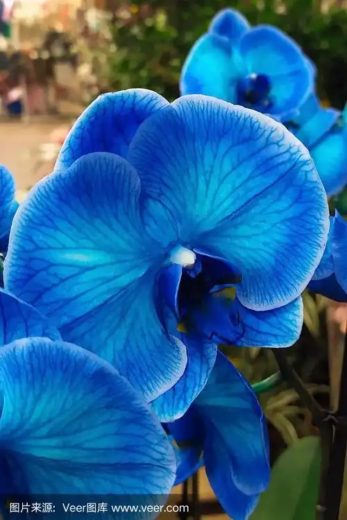 蓝色花朵特写.兰花蝴蝶兰属