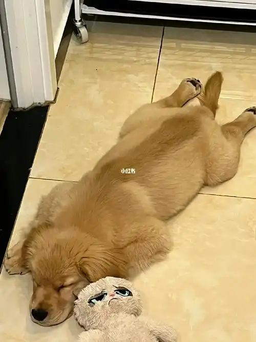 小鸡毛是不是都喜欢青蛙趴呀