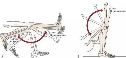 膝关节属于铰链关节,生理运动是屈曲-伸直,而在屈伸的终末端,胫骨会