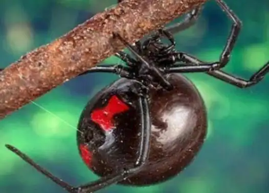 十大最吓人的昆虫排行榜每一种都是杀人狂魔变态杀手