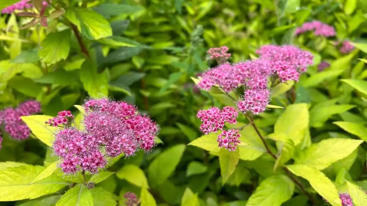 春天花会开|金焰绣线菊 花语:努力17 - 抖音