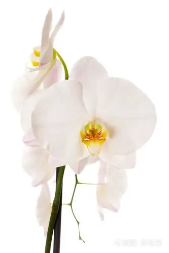 在白色背景上的白色兰花花的特写