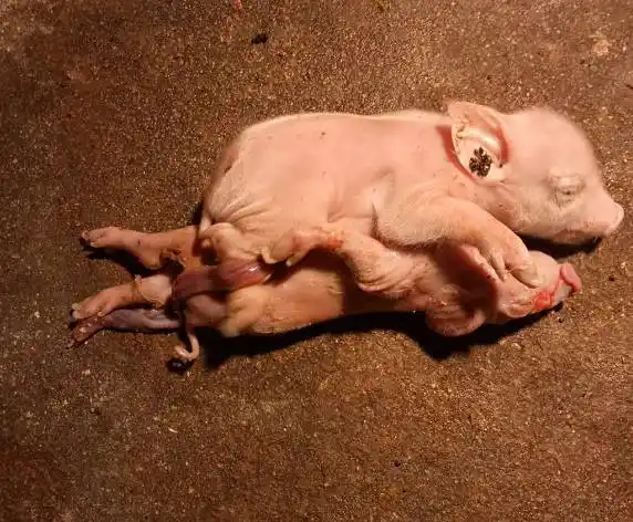 玉林地区一村民家里的母猪生崽竟生下连体猪