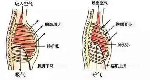 为什么胸口总会闷疼,为什么会胸闷 - 看百科