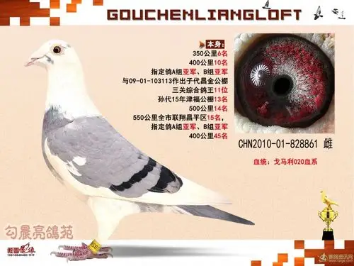 戈马利020血系昌金公棚三关综合鸽王11位之母