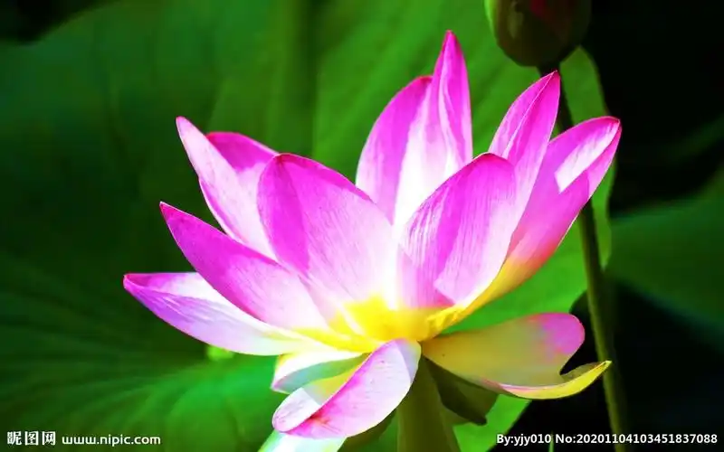 粉红色的莲花图片