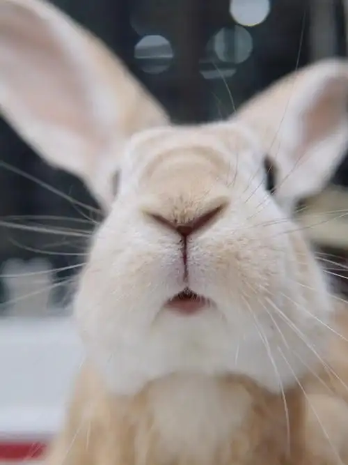 三瓣嘴太可爱了吧