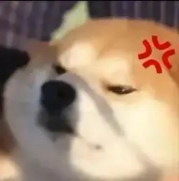 小柴犬表情包!拿去,不用谢(≧63≦*) - 抖音