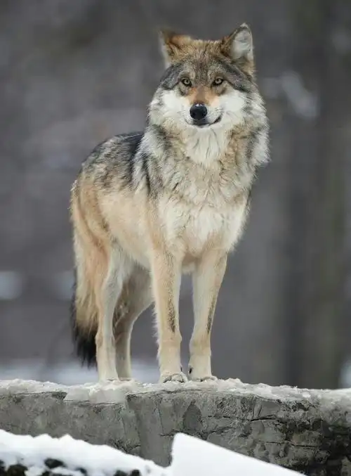 有一个很凄美的传说 狼的一生.