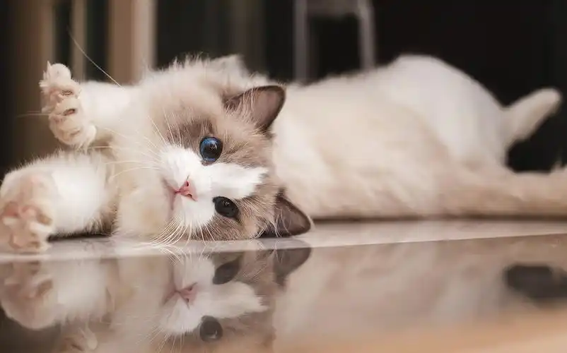 布偶猫的7种分类图解(布偶猫花色大全介绍)-图2