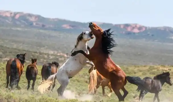 壁纸 动物 狗 狗狗 马 骑马 640_376