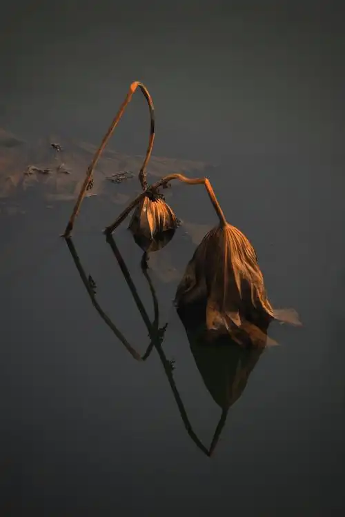 华人摄影创作艺术交流俱乐部作品展第52期