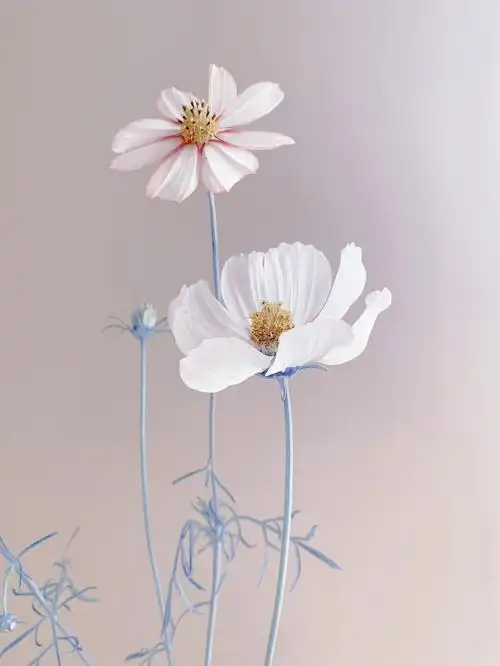 点缀生活的鲜花#鲜花分享 #我的照片下雪啦