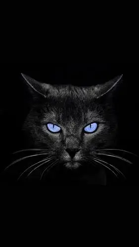 抖音锁屏黑猫,锁屏图片,高清手机壁纸,动态-回车桌面