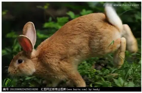 兔子奔跑时四肢的动作是怎样?