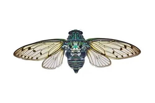 wings of cicada