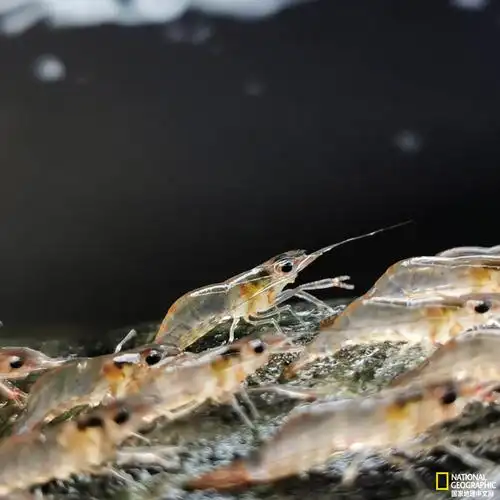 一些虾甚至能走20米,再返回水中.