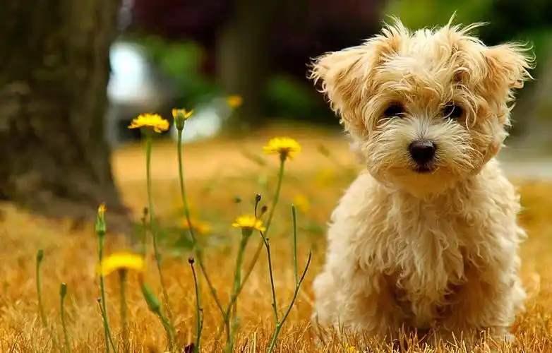 深圳男子自家楼下被狗咬伤却找不到主人自费打针还丢了工作