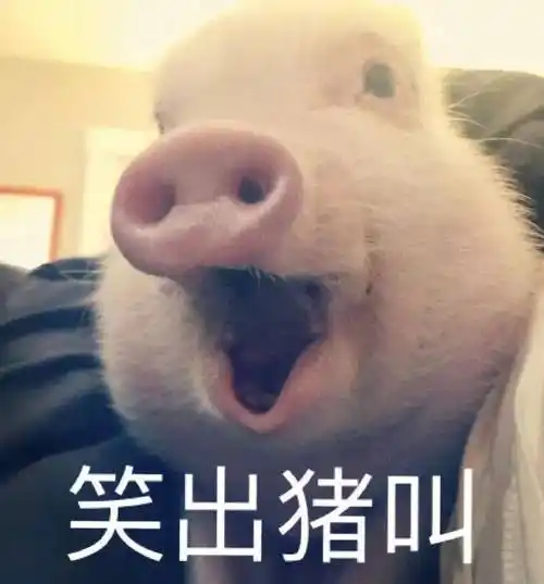 笑出猪叫笑出猪叫表情