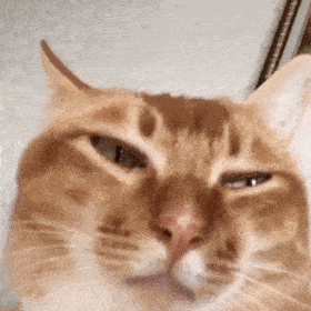 网红猫咪 | 沙雕猫咪敦敦表情包(二)