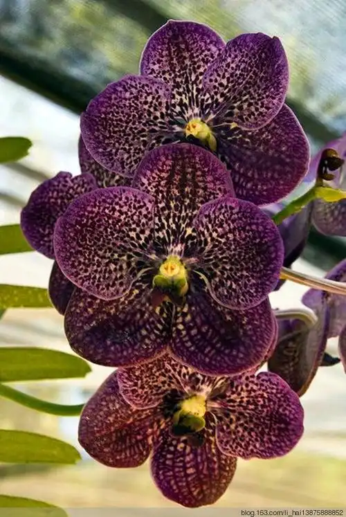 [名花雅赏]兰花(学名:cymbidium ssp.) - 京田海子 - 京田海子~浪