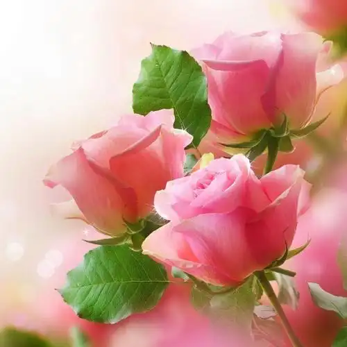 三朵粉色玫瑰花束唯美背景图片分享