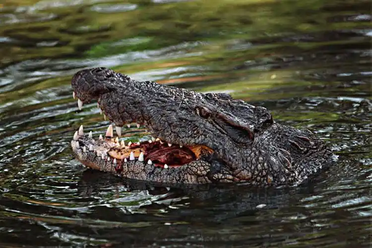 尼罗鳄图片_尼罗鳄高清图片_全景视觉
