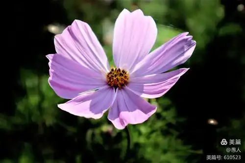 《秋英花~波斯菊》