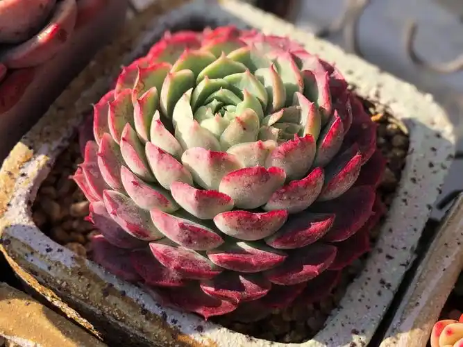 仙桃,有说朱砂痣就是仙桃的,也有说是两个不同的品种,我也搞糊涂了,有