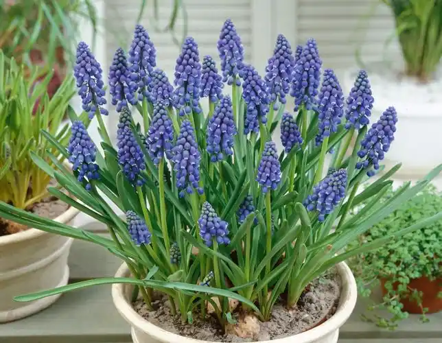 67 植物话题下的优秀回答者 41人 赞同了该文章 很多身边的常见植物