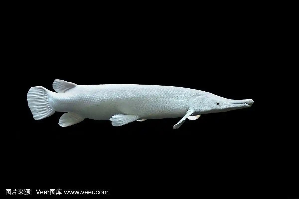 孤立在黑色背景上的铂金鳄雀鳝
