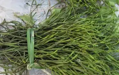 枫香寄生的图片