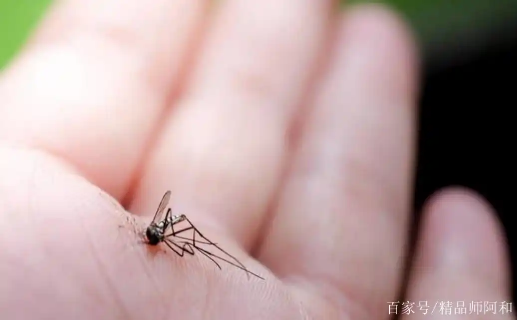 晚上蚊子多别傻傻用手拍!教你一绝招,蚊子全都"如鸟兽散"
