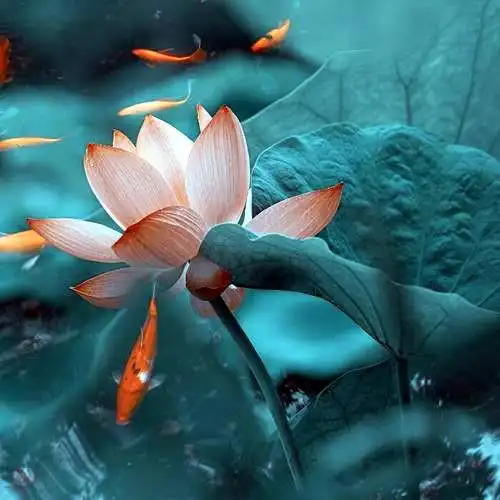 佛系图片头像禅意荷花 独一无二的佛系莲花图片微信头像_微信头像_头