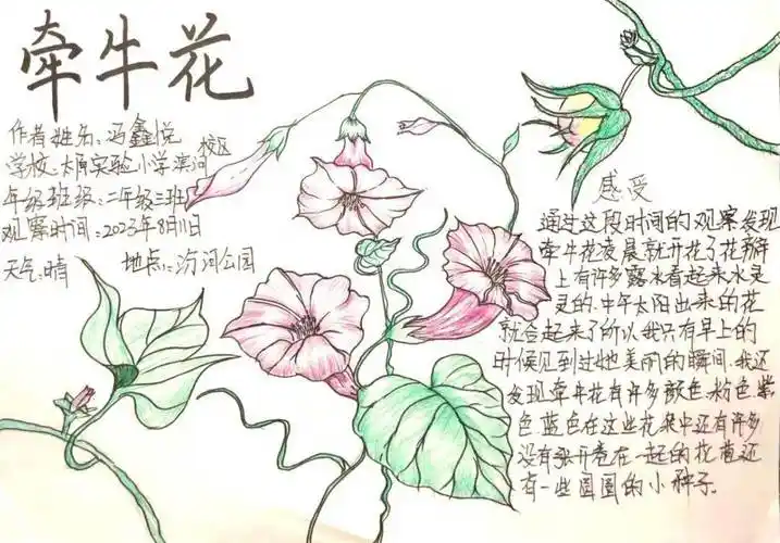 花自然笔记太原市-育才小学-李沐煊-晋祠公园里的银杏树太原市-长兴