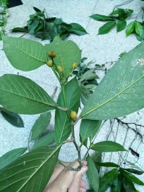 别名:山黑子,苦李根,过路黄,长叶鼠李,黄药