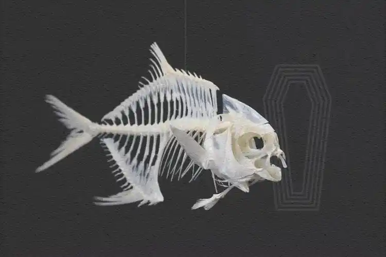 金鲳鱼鲳鱼骨骼标本真骨鱼骨自由骨头创意摆件摆件