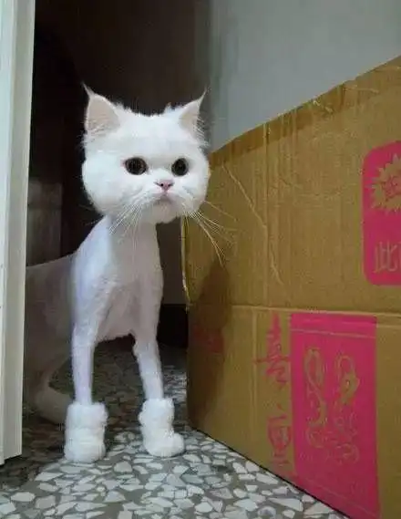 千万不要给猫咪剃毛猫咪会记恨你的