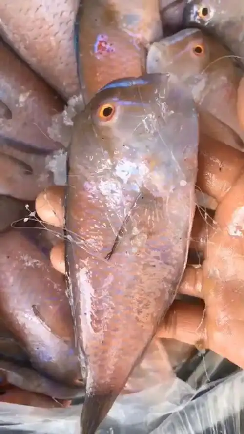 野生红英哥鱼 95刚到! 鲜! 放莲抓的