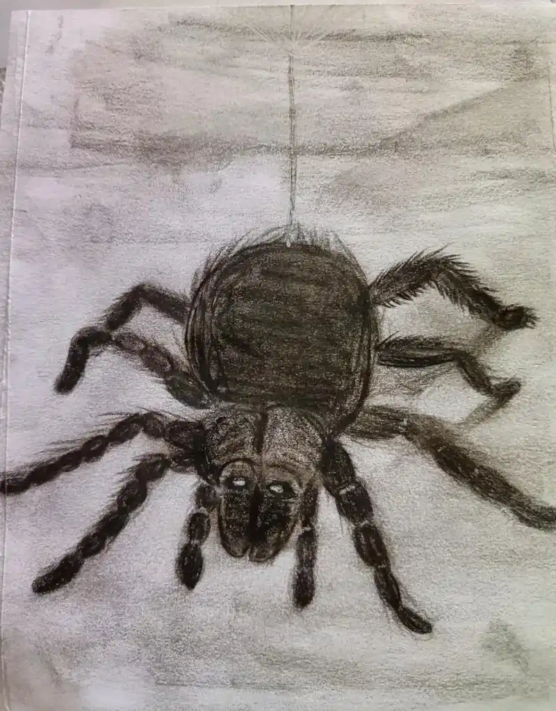 素描画.昆虫系列#昆虫世界 - 抖音