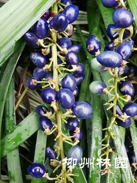 园林科研所如蓝宝石的麦冬果