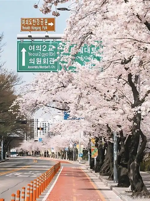 #樱花##韩国##就住爱彼迎#